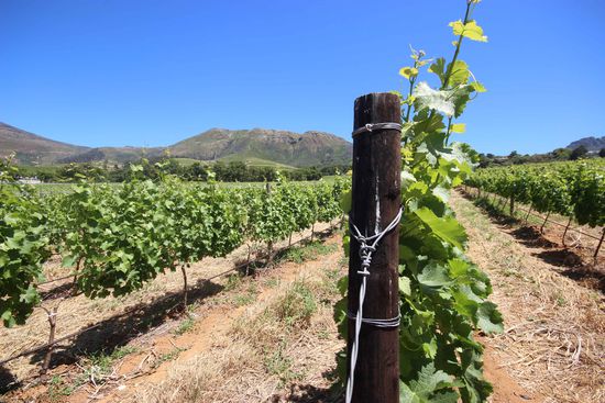 Weinreben des Groot Constantia