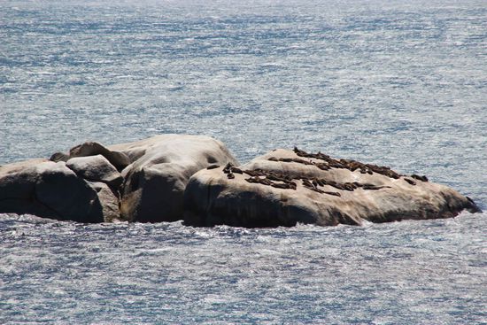 Und ein paar Robben aus der Ferne 