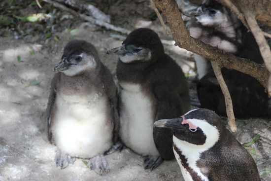 Kleine und große Pingus