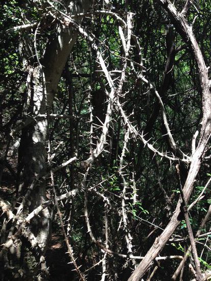 Der Badass-Baum weiß sich zu verteidigen