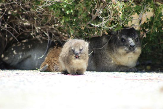Mommy Dassie & the kids