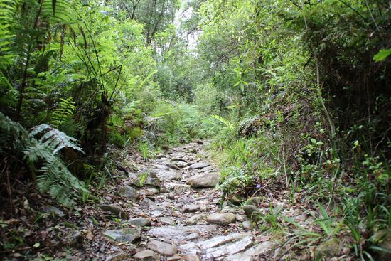 Bisschen durch den Urwald wandern