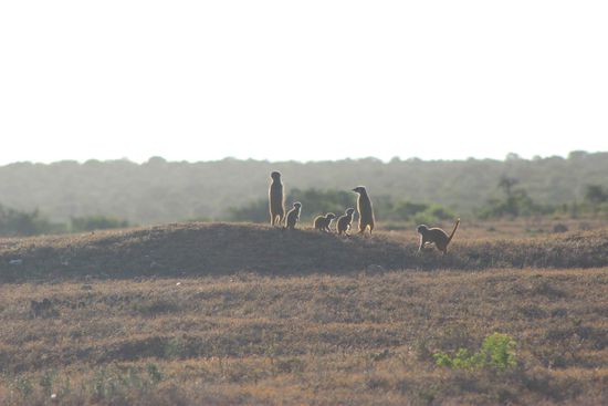 Und eine Erdmännchen-Familie 