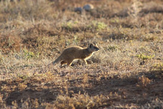 Die Fuchsmanguste war auch neu auf der Liste
