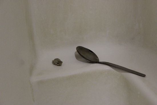 Ein winzigkleiner Untermieter in der Dusche 