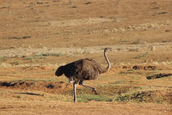 Mal ein Strauß von Nahem