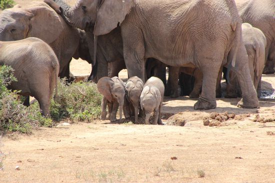 Tick, Trick und Track