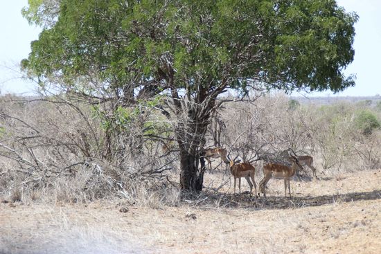 Impalas gibt im Park noch und nöcher