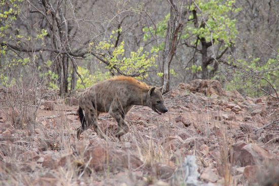 Der erste Räuber im Park
