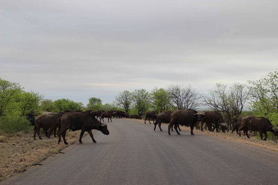 Büffel haben immer Vorfahrt - da heißt es Warten...