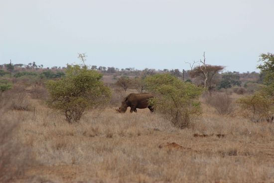 Das Nashorn - No 3 von 5