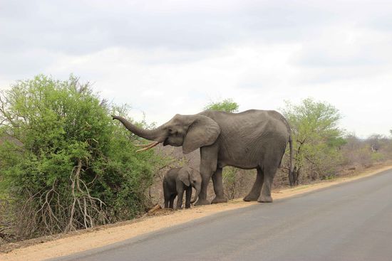 Die "kleine" Familie