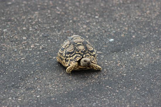 ..und der Ninja-Turtle