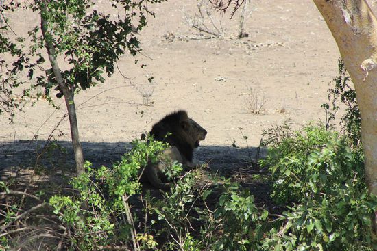 Der Löwe - No 4 von 5