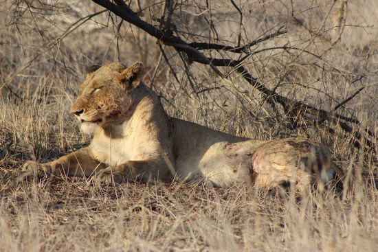 Unser verletztes Mädchen 