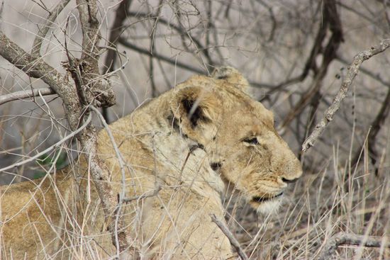 Dem Katzenliebhaber bricht das Herz...