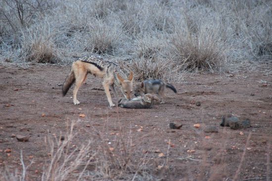 Mama und ihre Kleinen