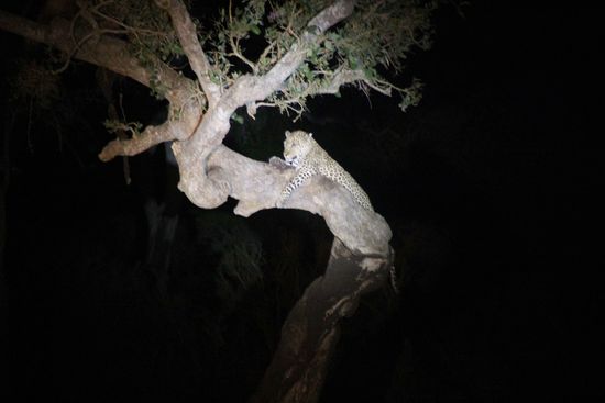 Der Leopard - No 5 von 5