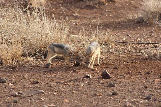 Nochmal ein Zwischenstopp bei den süßen Kleinen 