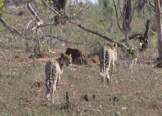 Zwei der fünf auf Abwegen