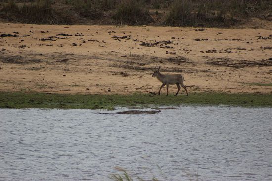 Wenn einen Wasserbock eins nicht interessiert, dass die Krokodile neben ihm 