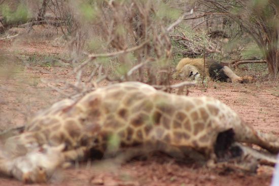 The predator and it's prey