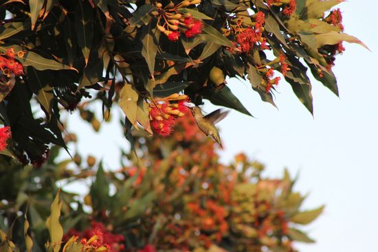 Und Kolibris gibt's hier 