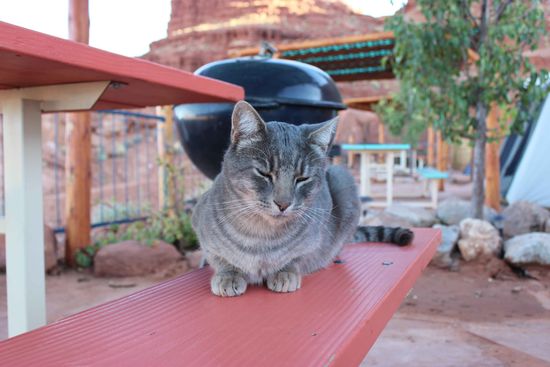 Katzenfreund Nummer 1 - wir haben ihn Whiskers getauft 