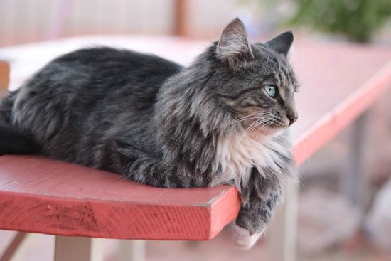 Katzenfreund Nummer 2 - auch genannt Sazzy