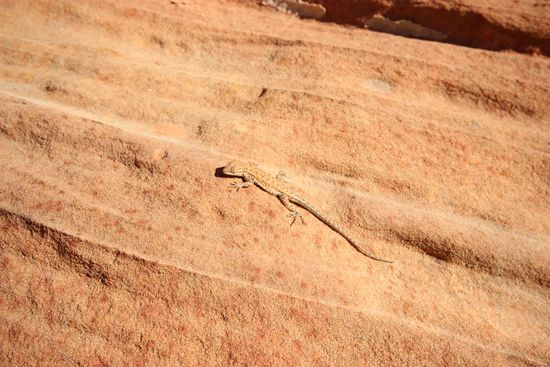 Noch ein kleiner Freund 