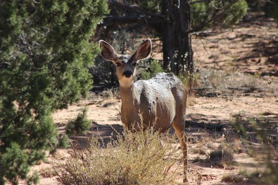 Hello there  Rehe gibt's hier zuhauf