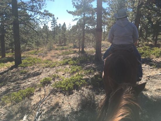 Durch die Wälder...