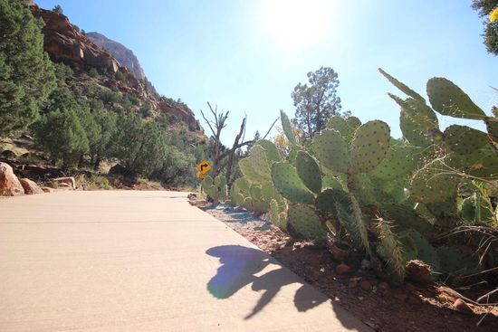 Kakteen gibt es auch überall