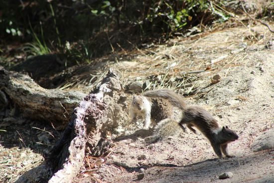 Squirrels gibt es natürlich in Massen 