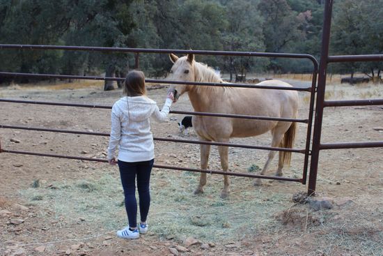 Hunde, Hühner, Pferde - genau unser Ding 