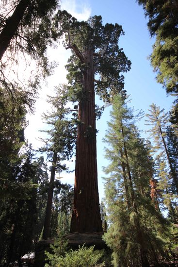 Der kleine Grant Tree 