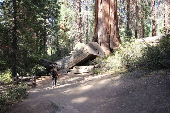 So klein ist man, wenn man im Grant Grove wandert