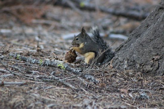 Und Eichhörnchen gibt's hier auch