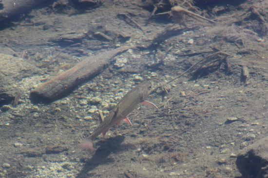 Und große Fische gibts hier 