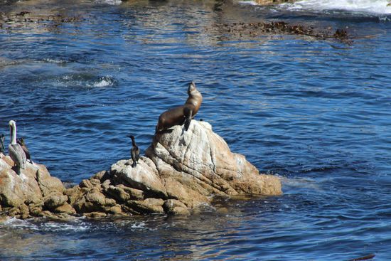 Seelöwe beim Sonnenbad