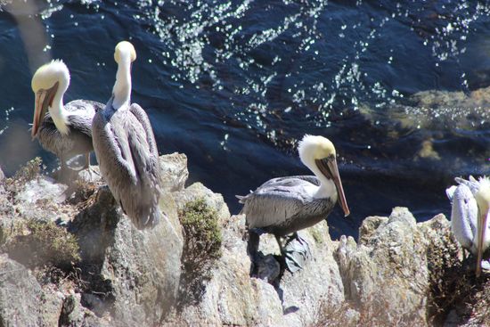 Und Pelikane gibt's hier auch