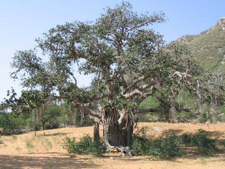 Heiliger Baum in der Wueste