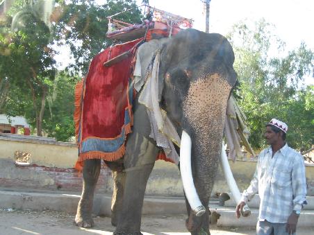 Endlich mal ein Elefant (Hey Steffi!)
