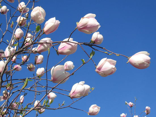 Um es mit Mörike zu sagen: "Frühling läßt sein blaues Band ..."