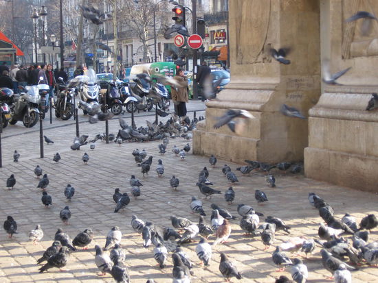 Geburtenkontrolle bei Tauben - das schaffen selbst die Franzosen nicht!