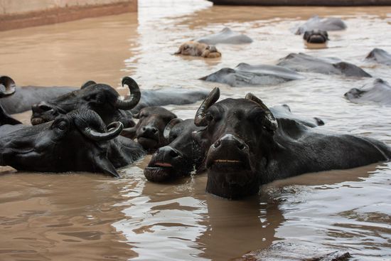 Heiliger Privatpool für Wasserbüffel
