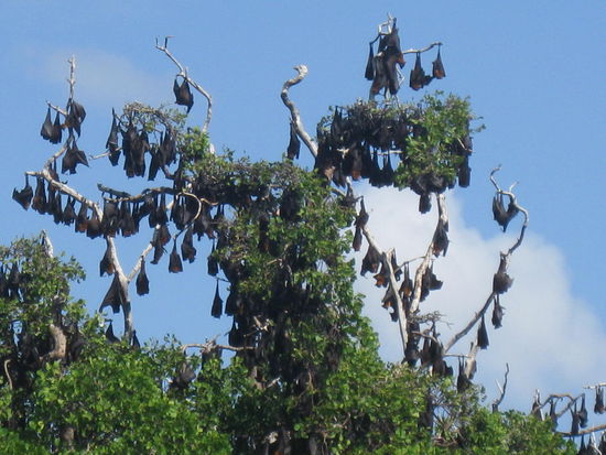 Flying Foxes