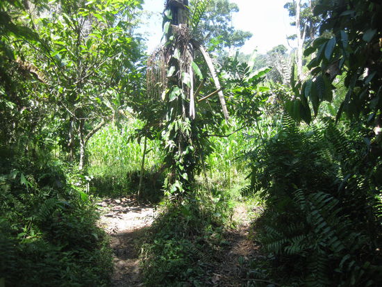 Rechts oder links im Regenwald, das ist hier die Frage!