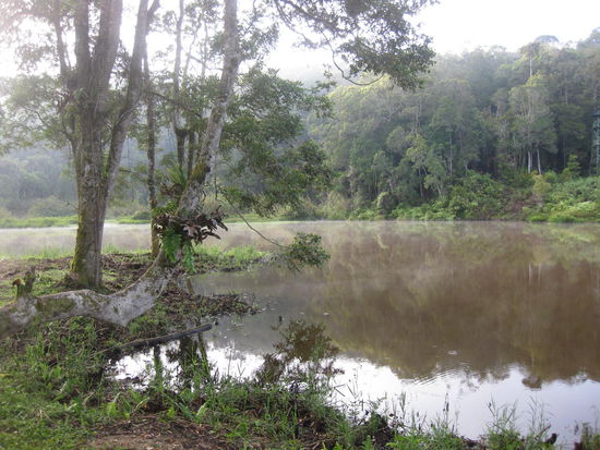 Der See im Morgennebel