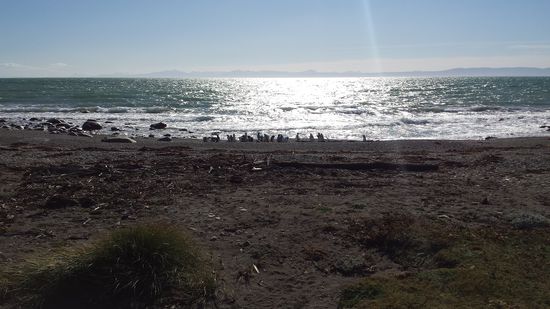 Kolonie von Magelan Pinguinen von Seno Otway